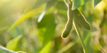 Soybean Ag Issue